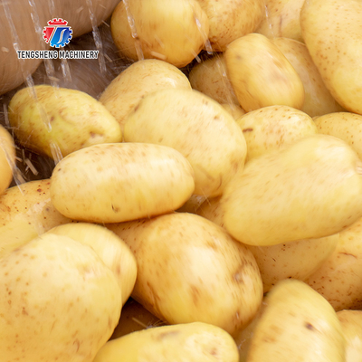 Root Veg 1.5KW Commercial Potato Washer ,  Kiwifruit Lotus Root Potato Peeler Machine