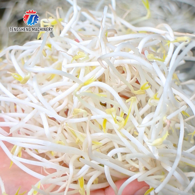 85KG Fruit and vegetable cleaning equipment Spinach washing machine small vegetable washing machine vegetable leaf clean